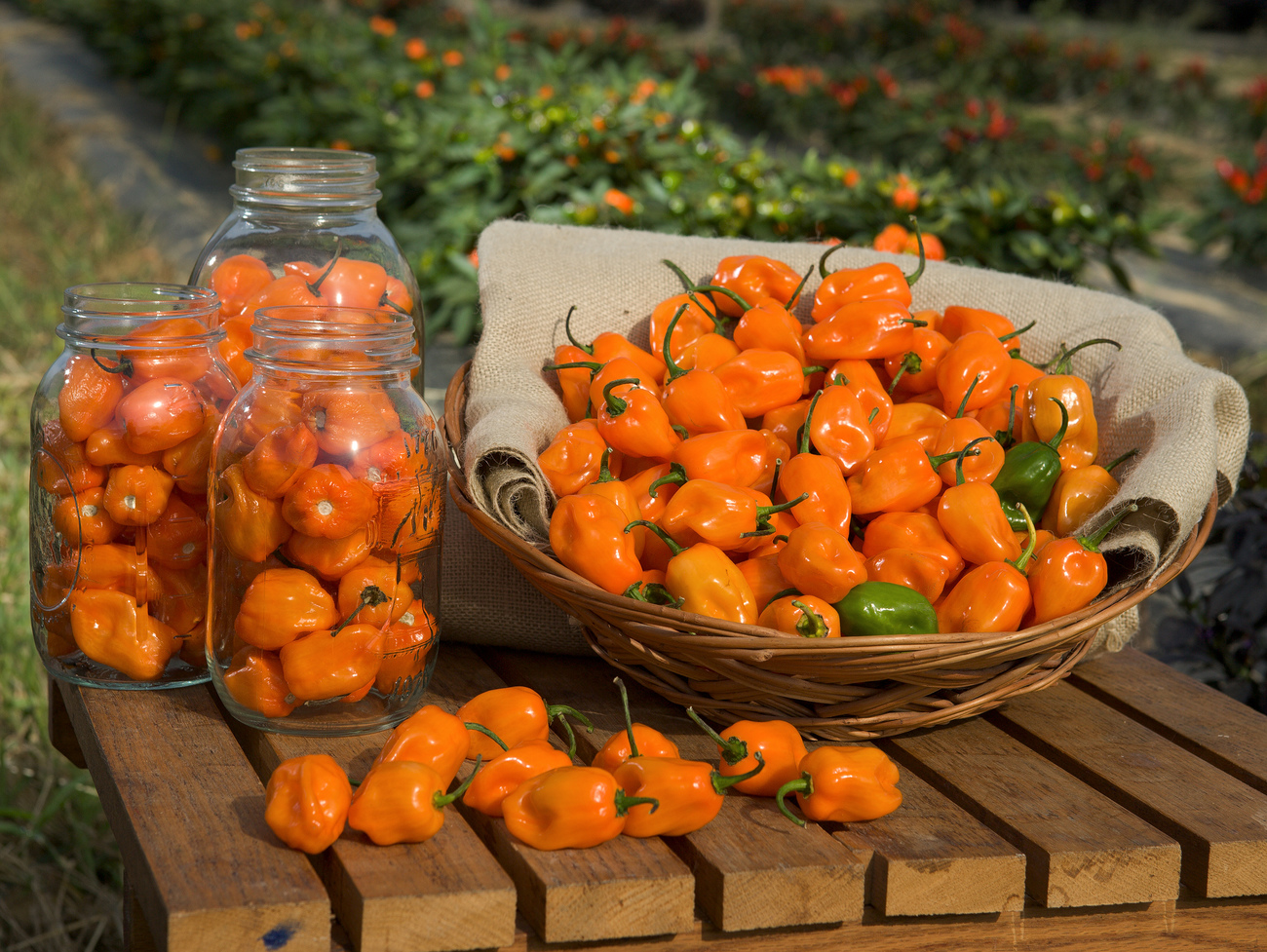 Dovezte tuhle dávku habaneros do závodky a shoří celá fabrika!